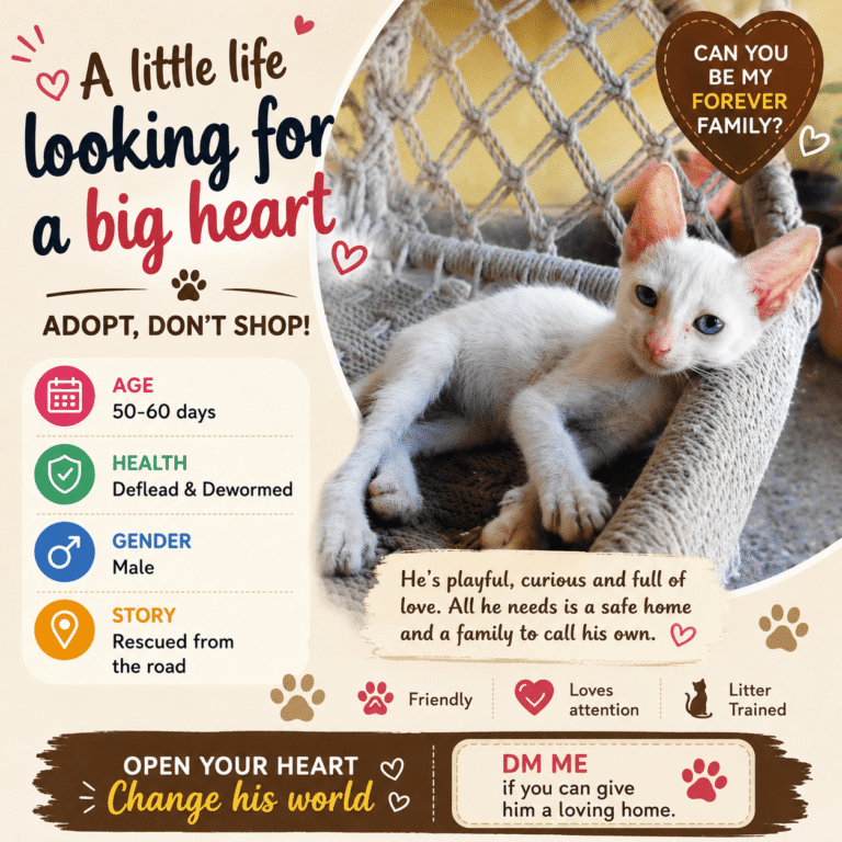 Rescued Kitten Ready for a Forever Indoor Home, adoptable cat in Chennai