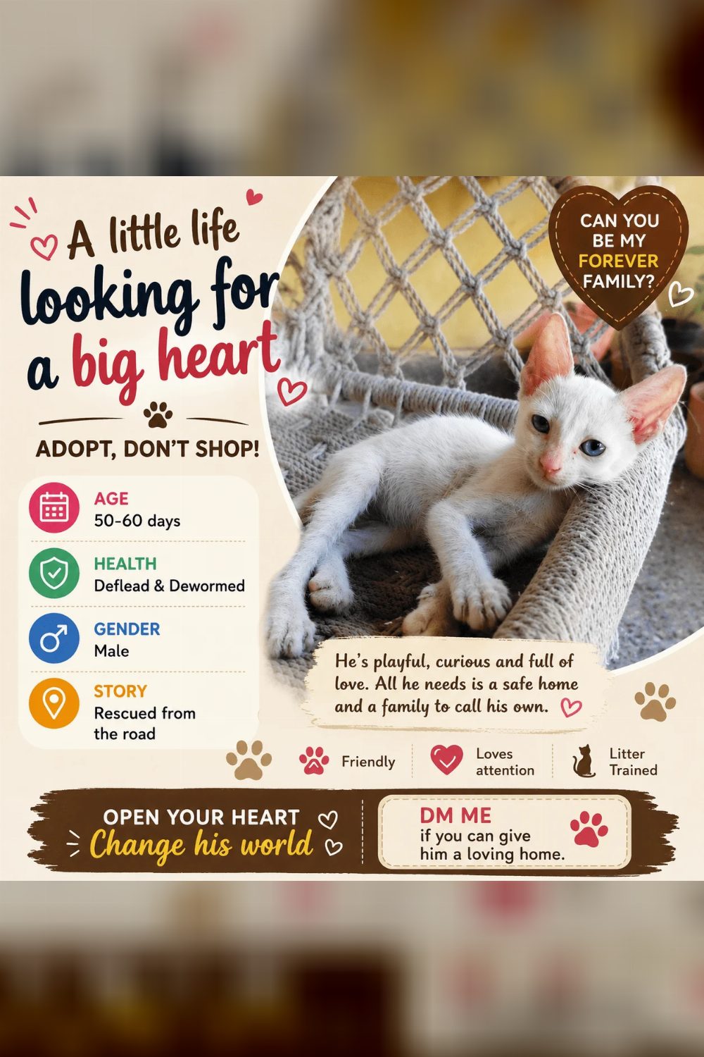 Rescued Kitten Ready for a Forever Indoor Home — Chennai