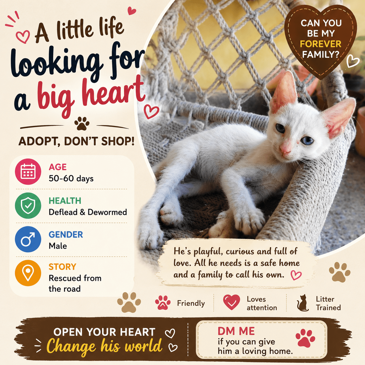 Rescued Kitten Ready for a Forever Indoor Home — Chennai
