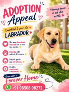 Two-year-old Labrador in a shelter looking for a home