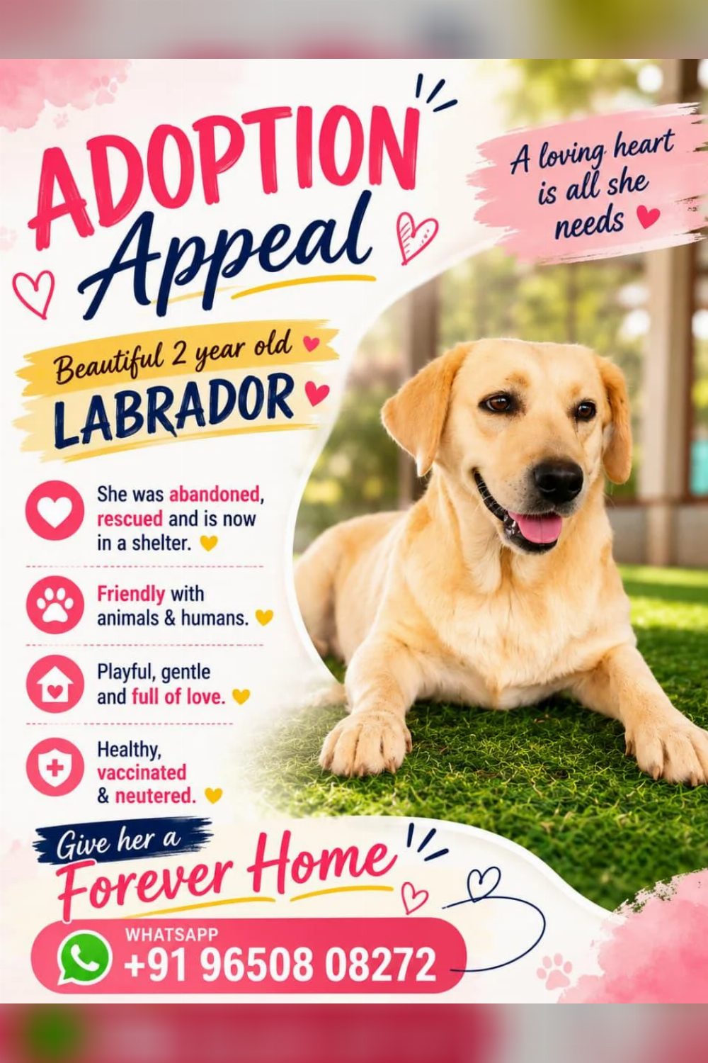 Two-year-old Labrador in a shelter looking for a home — Bengaluru