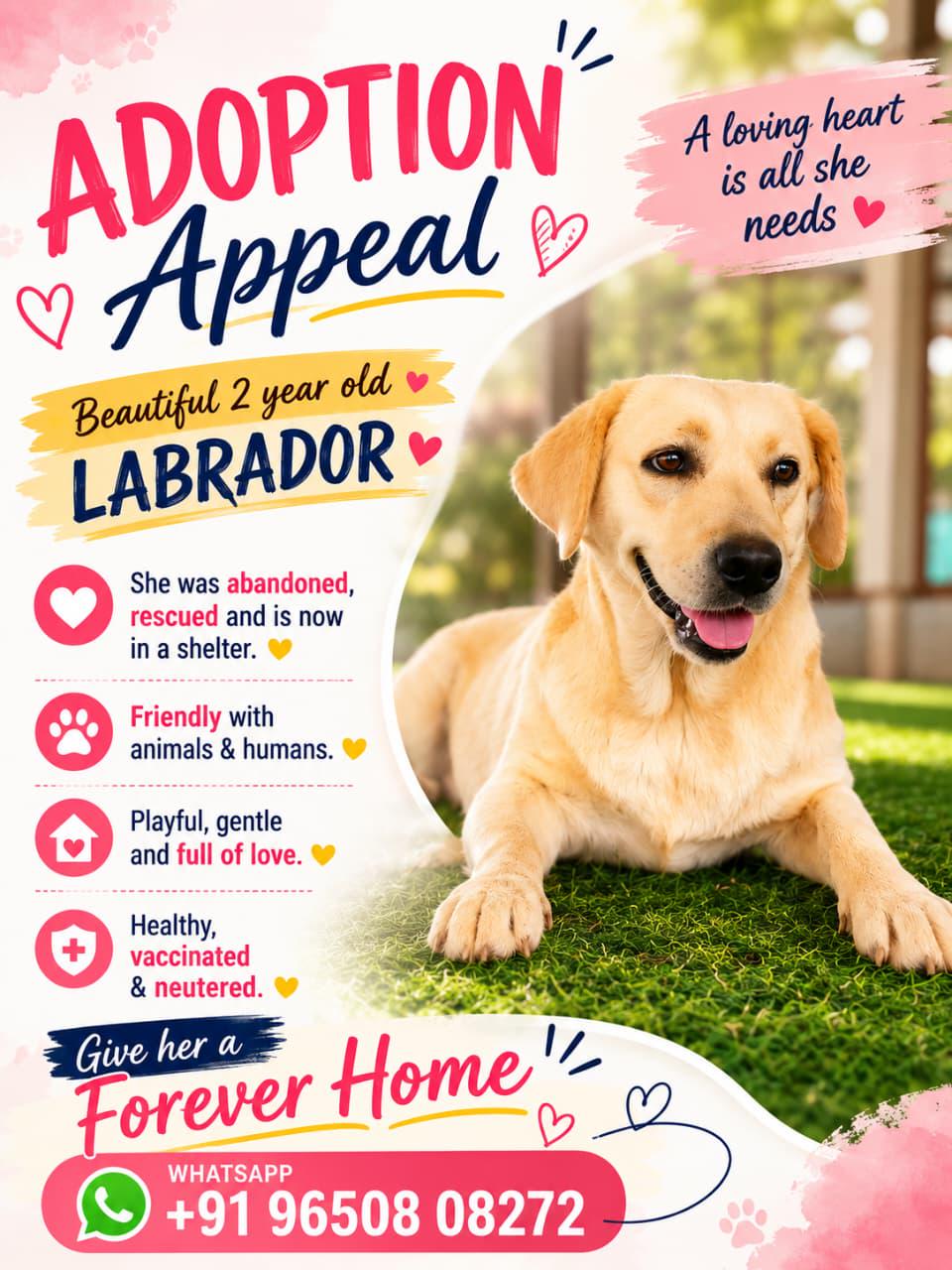 Two-year-old Labrador in a shelter looking for a home — Bengaluru