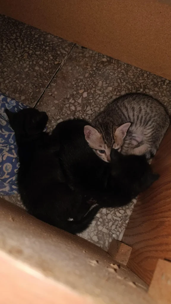 Two kittens, one solid black and one grey tabby, huddled together on a tiled floor beside a cardboard box