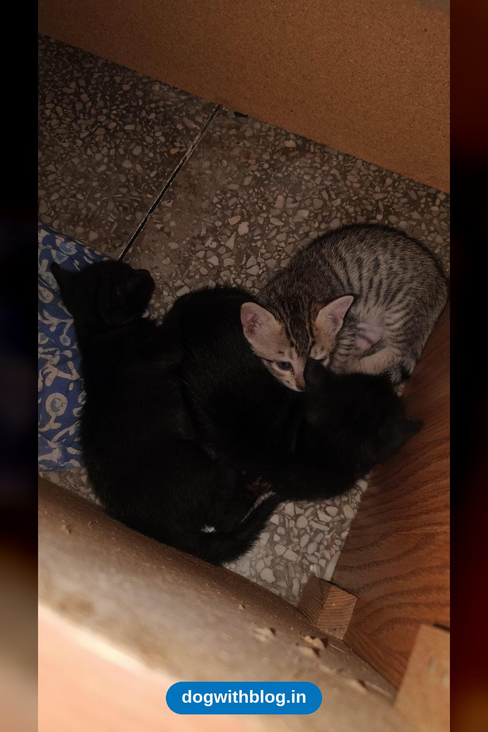 A Litter of Mama Cat Diana and Three Kittens Is Looking for a Home — Delhi NCR