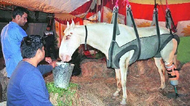 Veterinarians fitting Shaktiman with a prosthetic hind leg after amputation, Dehradun 2016