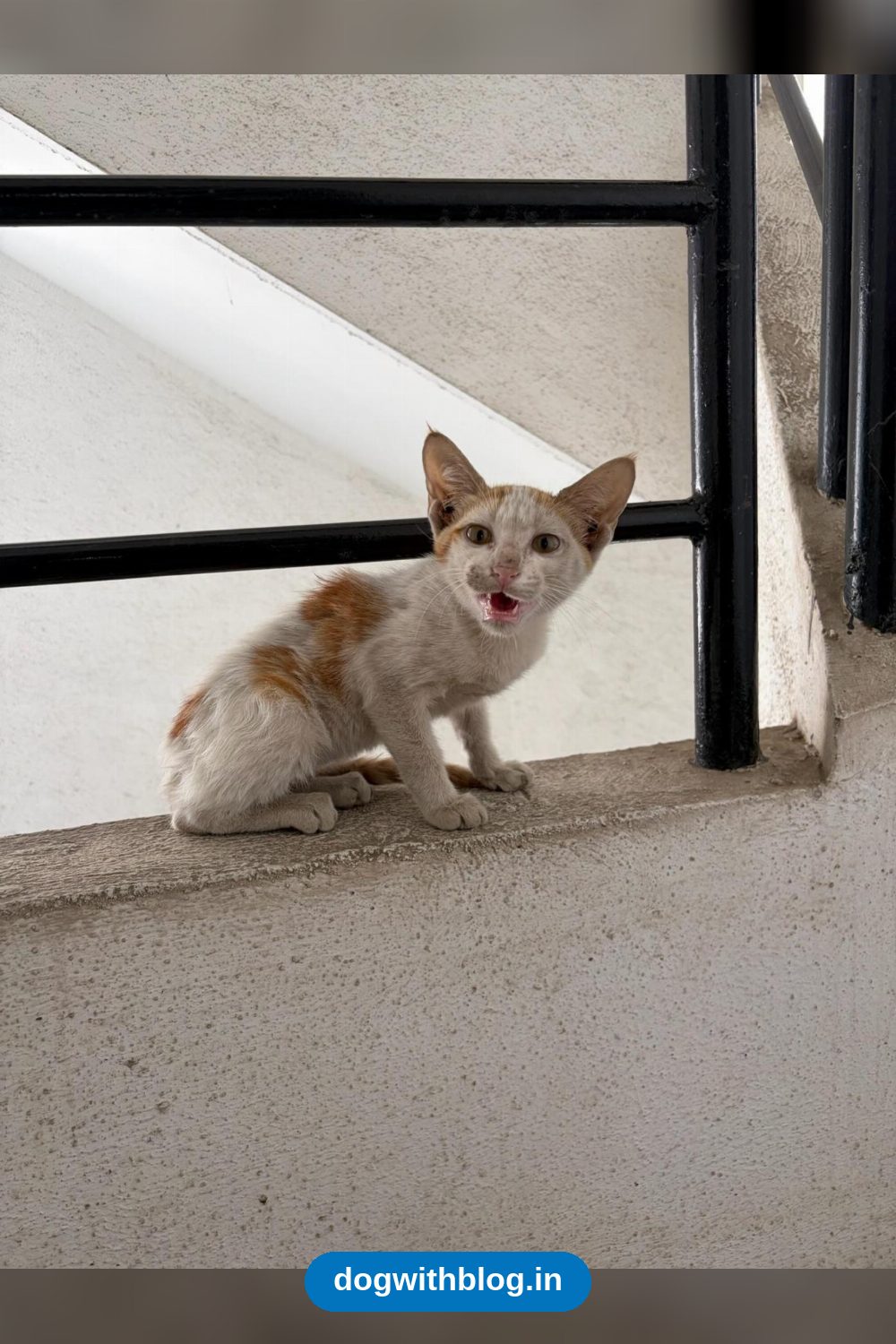 Bento, a Playful Kitten Found on a Doorstep, Needs a Home — Pune