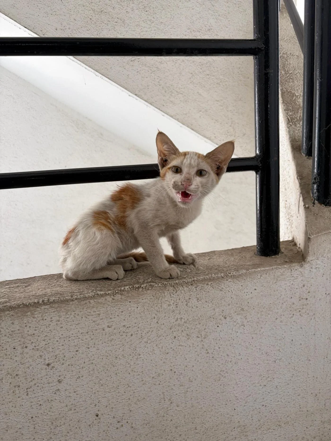Bento, a Playful Kitten Found on a Doorstep, Needs a Home — Pune