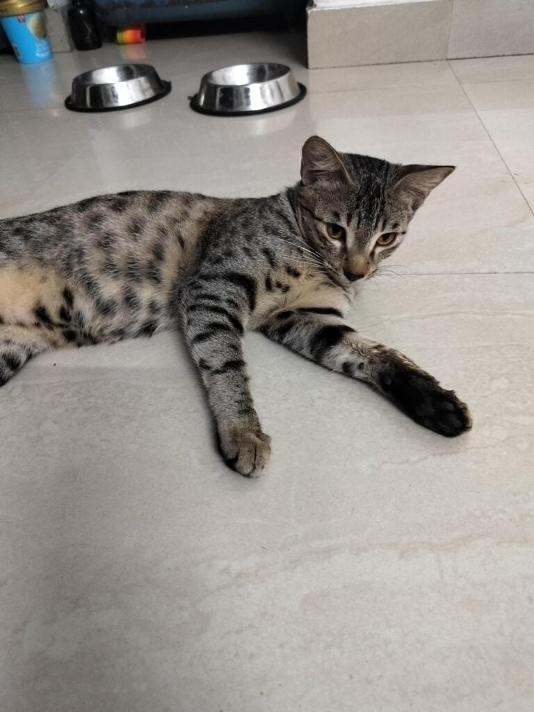 A young grey tabby indie kitten lying stretched out on a tiled floor beside two steel food bowls in Sector 70, Noida