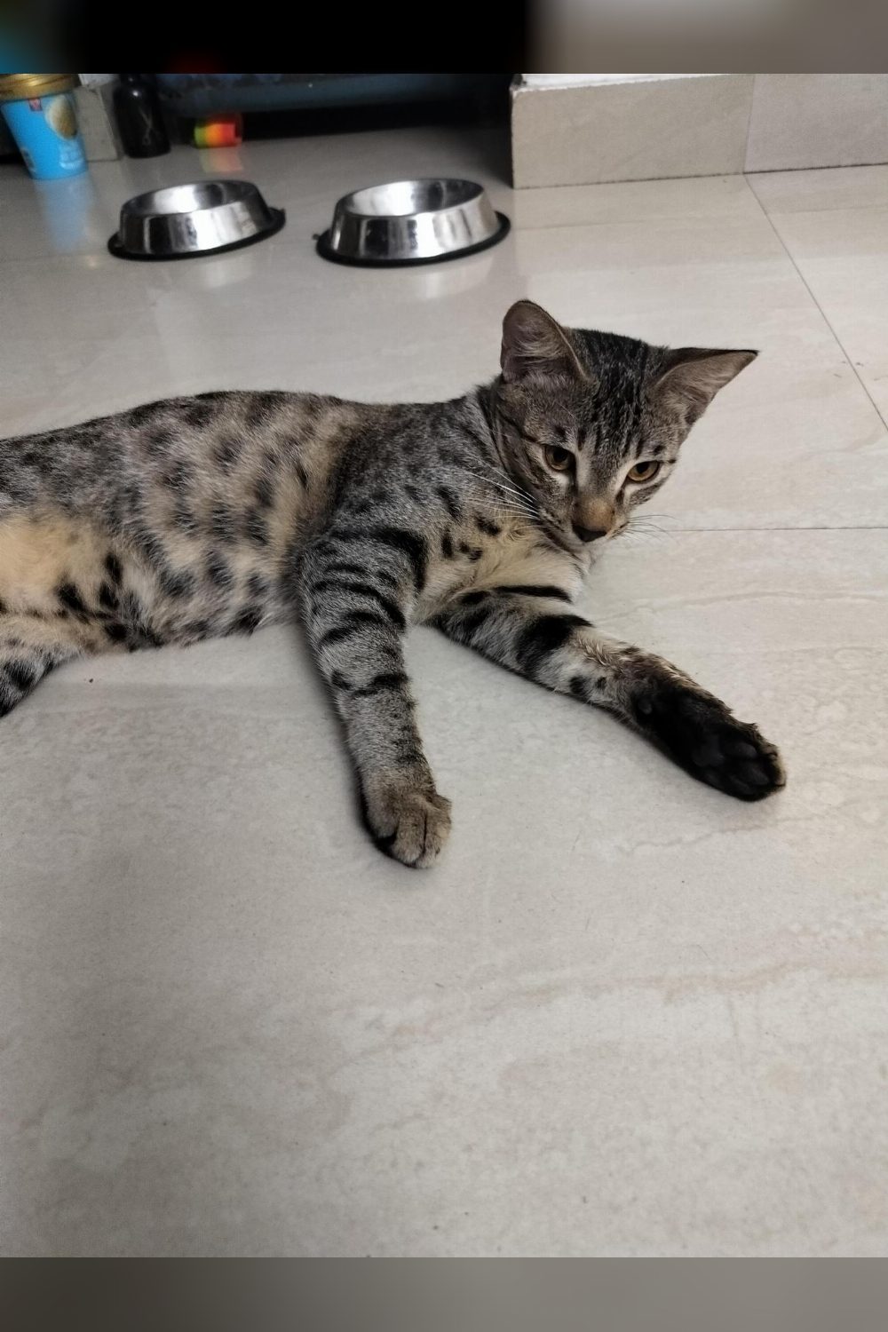 Two five-month-old indie kittens in Noida hoping to stay together — Delhi NCR
