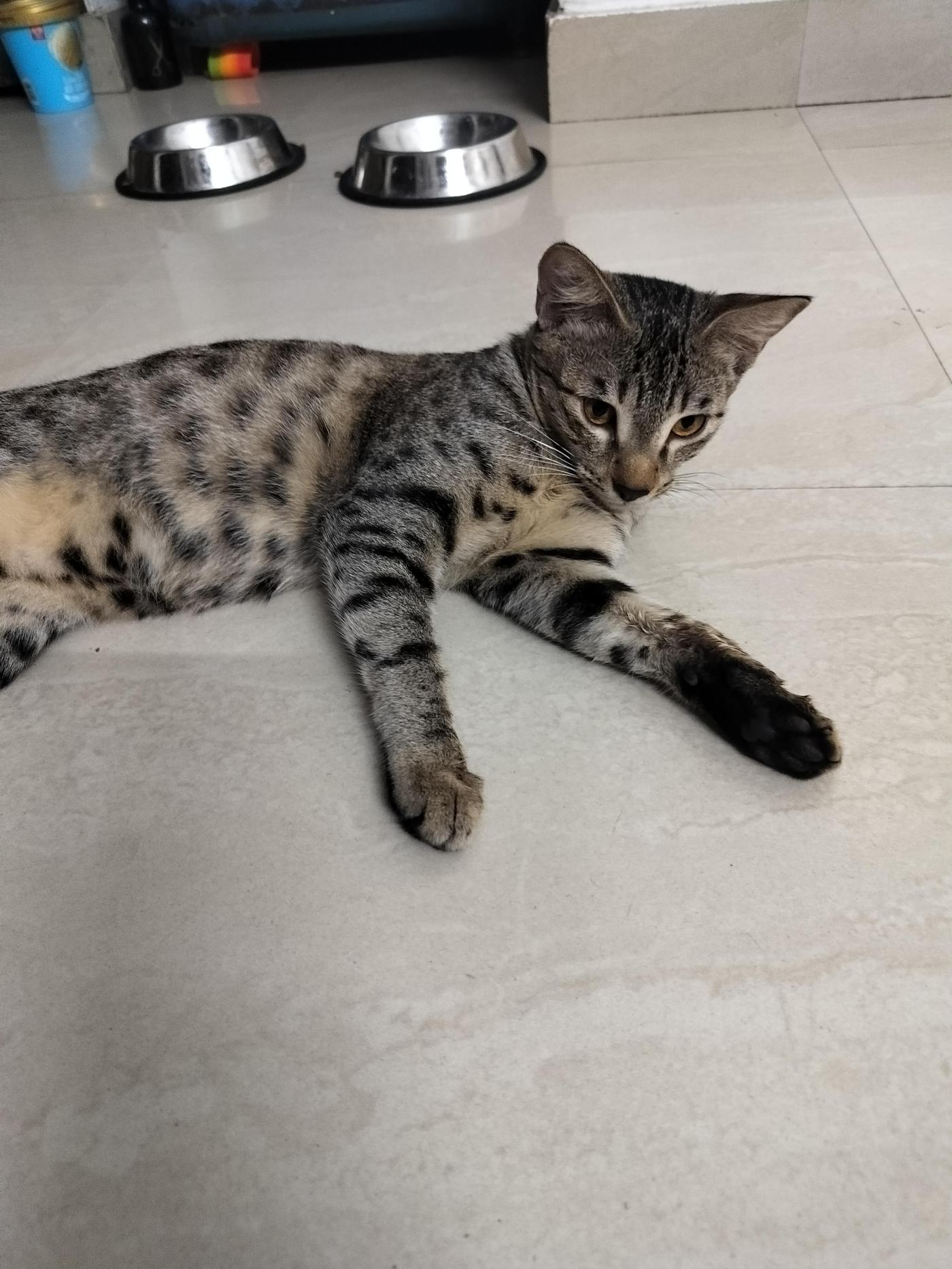 Two five-month-old indie kittens in Noida hoping to stay together — Delhi NCR