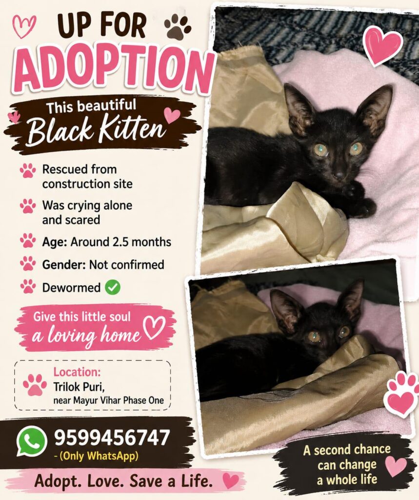 Adoption appeal for this little baby - pet in Delhi NCR
