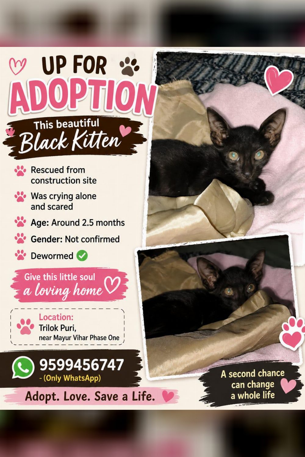 A Black Kitten Rescued From a Construction Site in Trilokpuri — Delhi NCR
