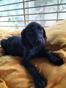 Two 11-week-old Golden Retriever-Doberman mix puppies need homes