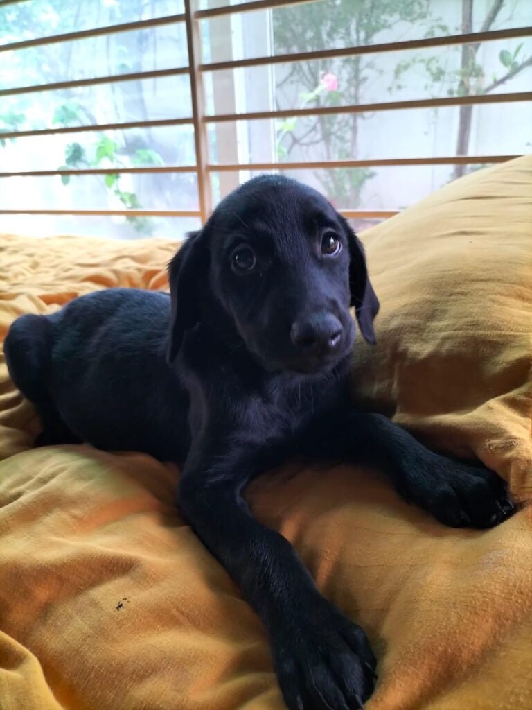 Two 11-week-old Golden Retriever-Doberman mix puppies need homes, adoptable dog in Indore