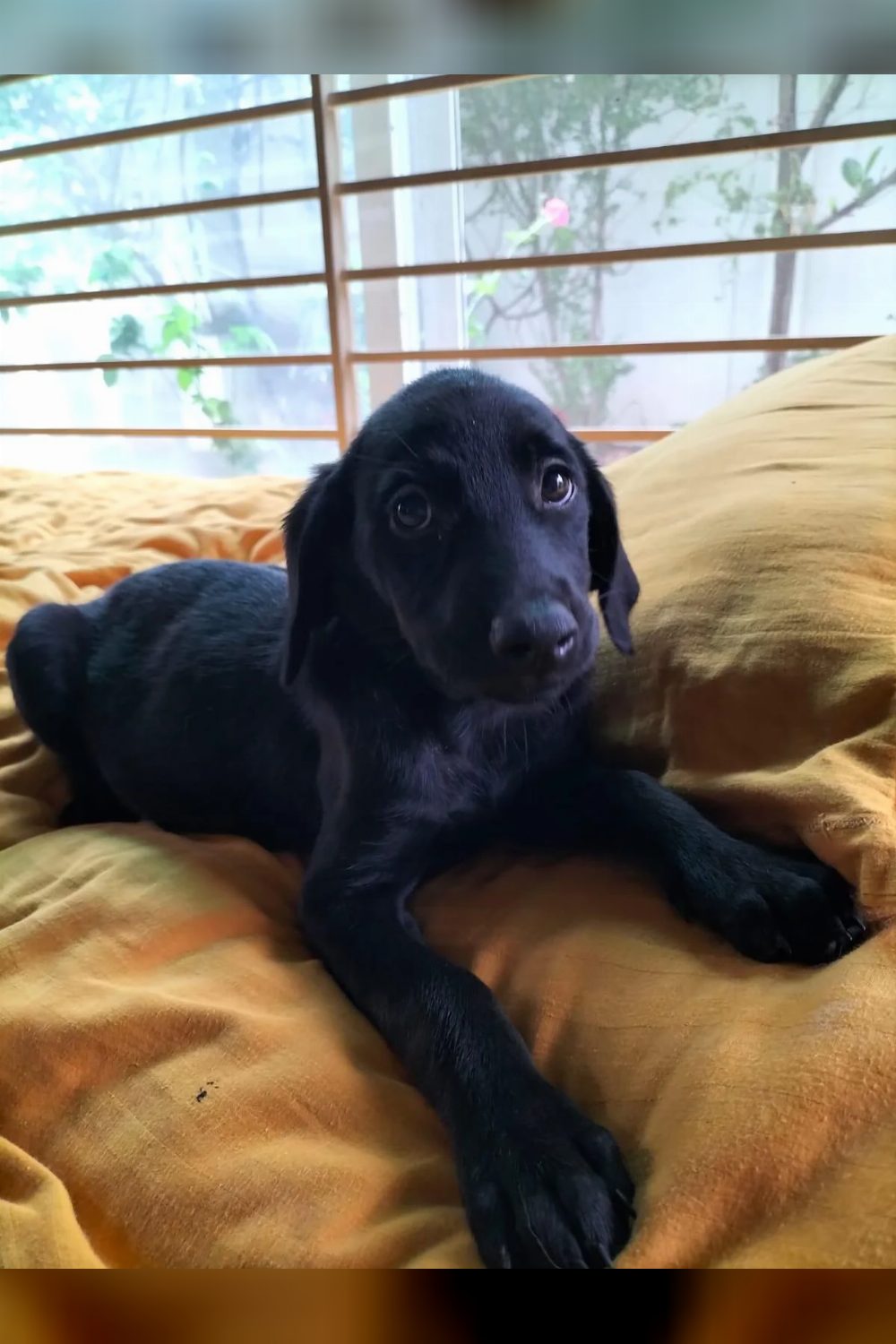 Two 11-week-old Golden Retriever-Doberman mix puppies need homes — Indore
