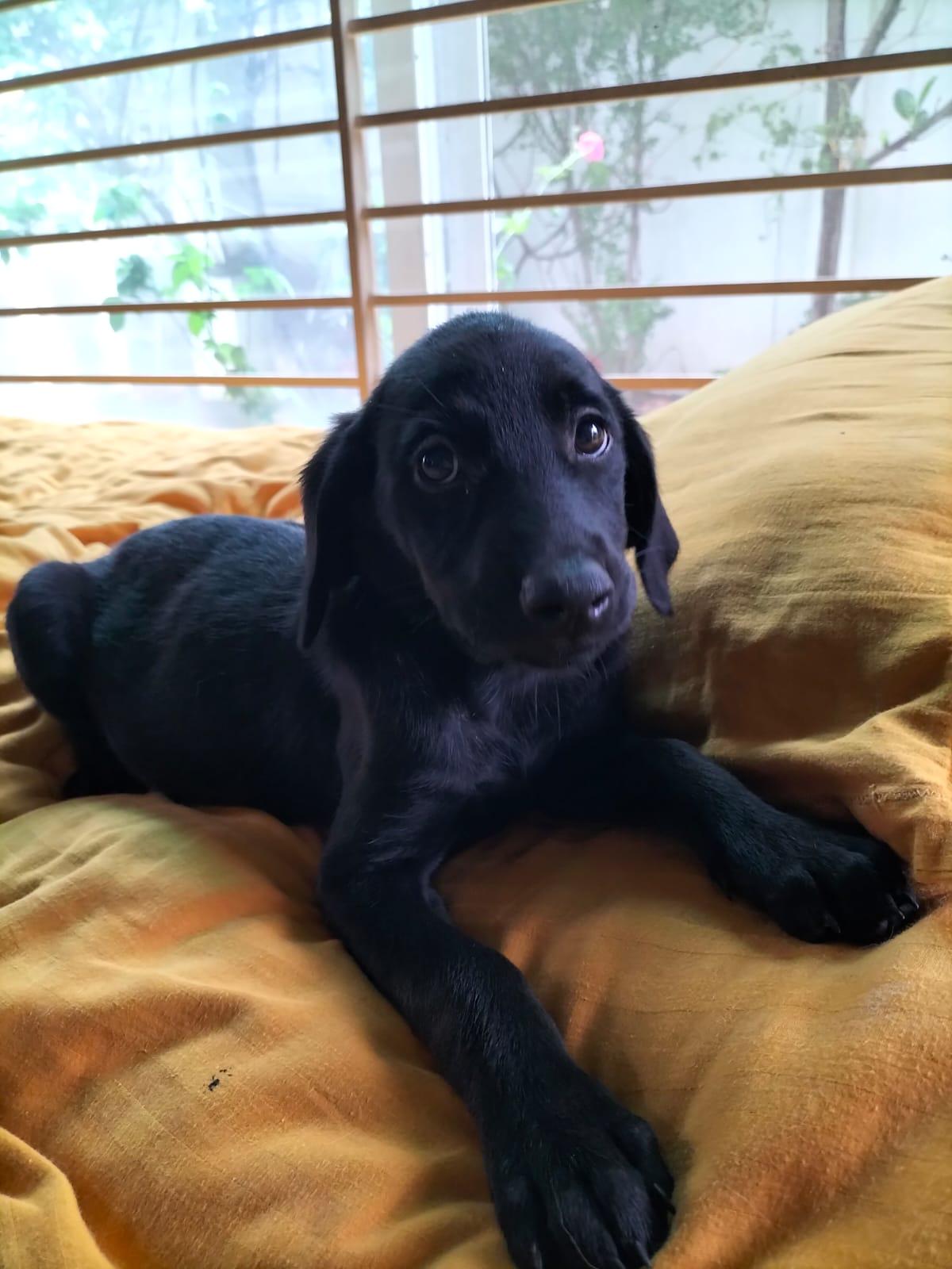 Two 11-week-old Golden Retriever-Doberman mix puppies need homes — Indore