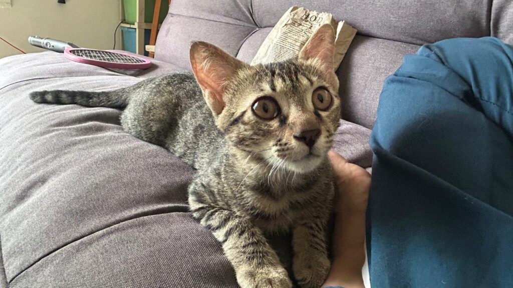 Mishri, a two-and-a-half-month-old brown tabby kitten, lying on a grey sofa in Noida