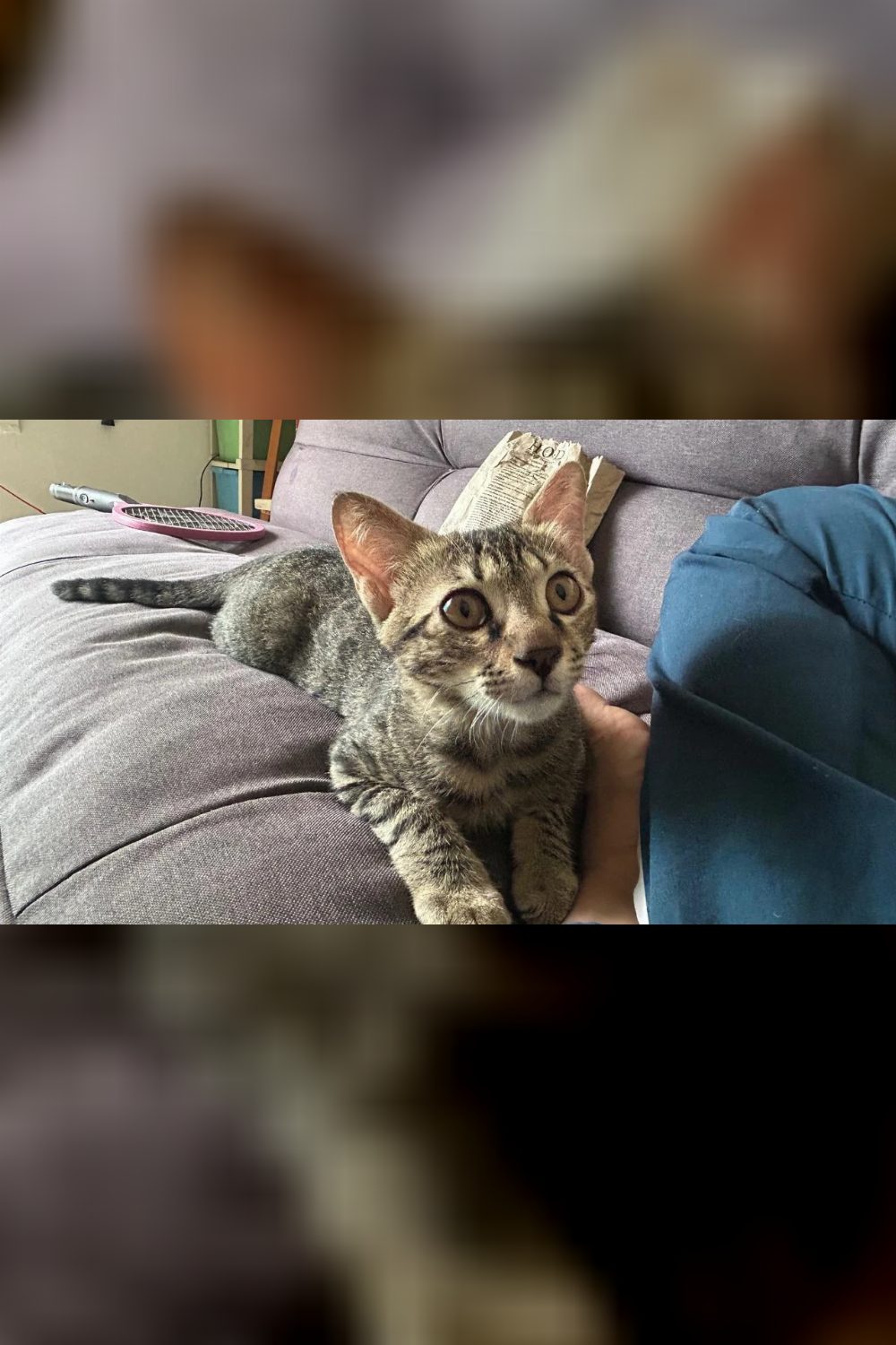 Mishri, a 2.5-month-old tabby girl who needs a cat sibling — Delhi NCR