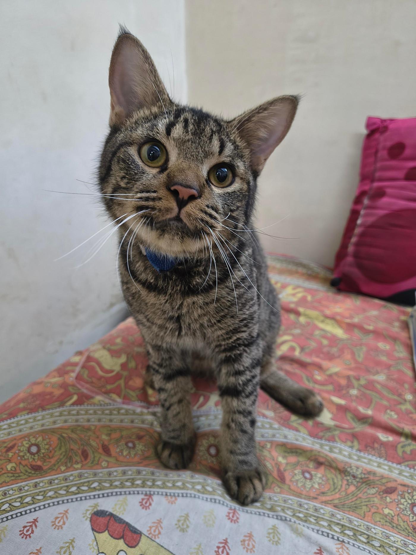 A nine-month-old male cat in Delhi NCR, vaccination record ready