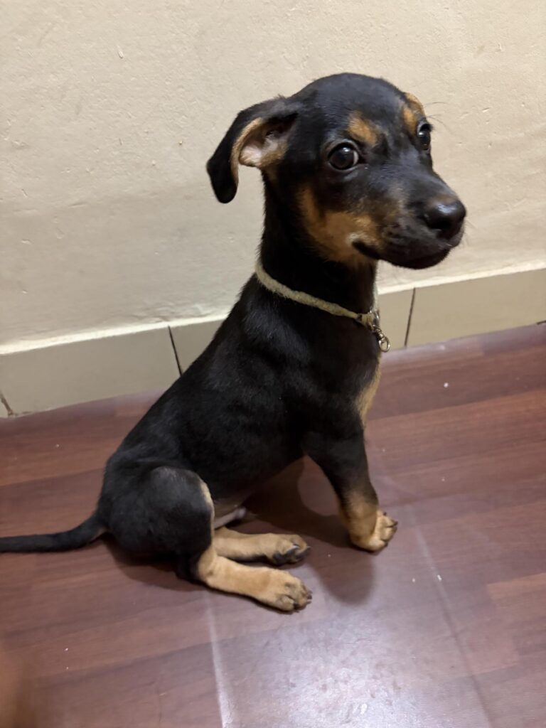 Coco, a 3-month-old indie pup in Bengaluru, up for adoption