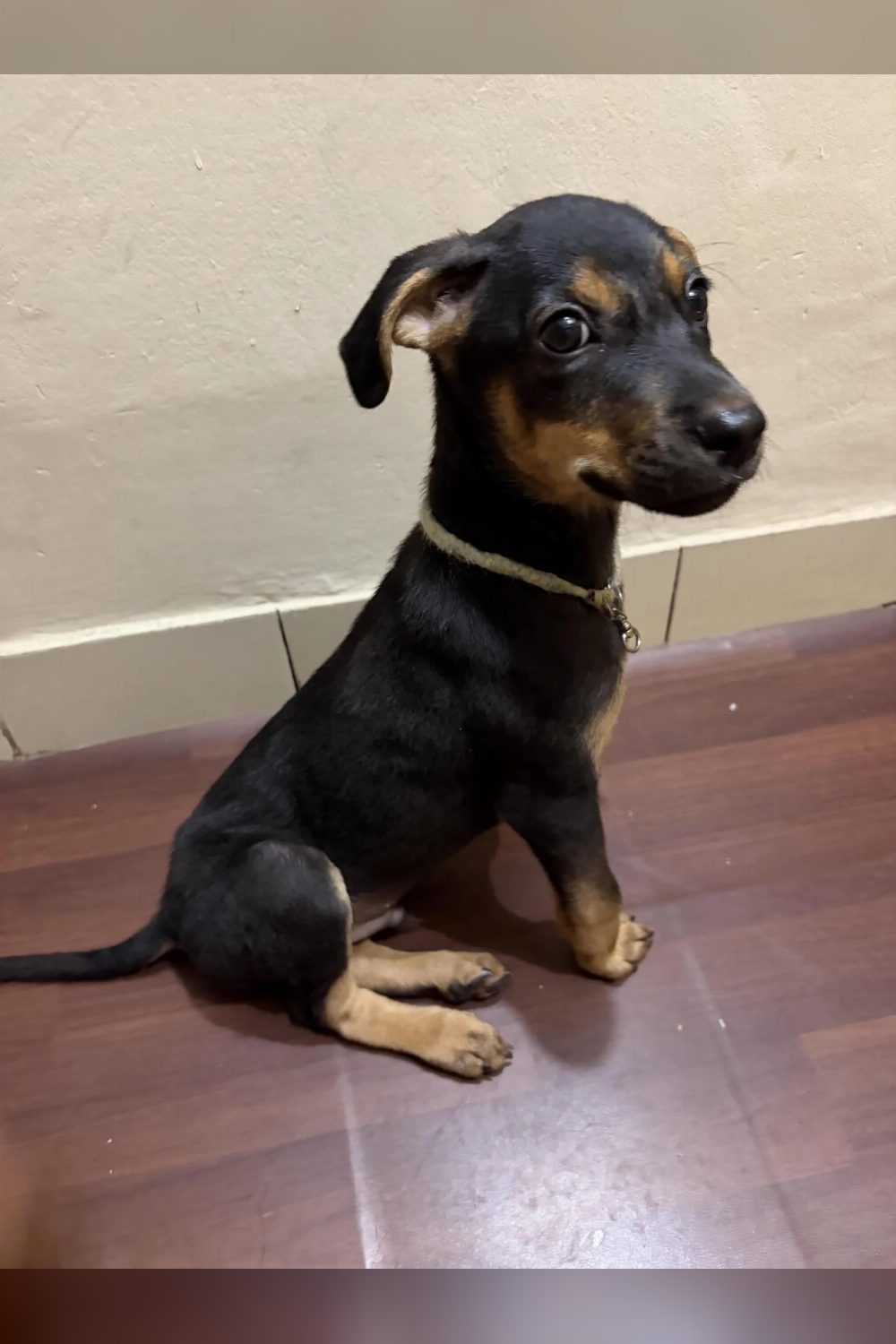 Coco, a 3-Month-Old Indie Pup, Needs a Home — Bengaluru