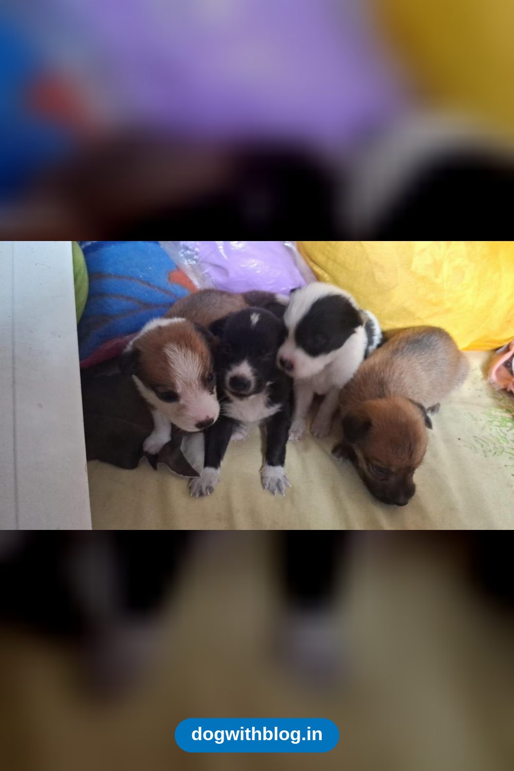Twenty-Day-Old Indie Puppies Are Looking for Homes — Delhi NCR