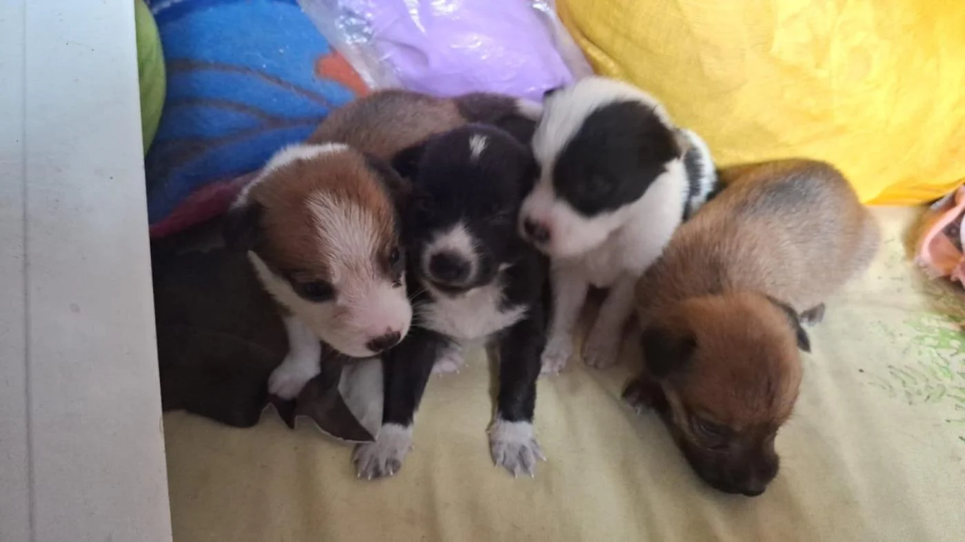 Twenty-Day-Old Indie Puppies Are Looking for Homes — Delhi NCR