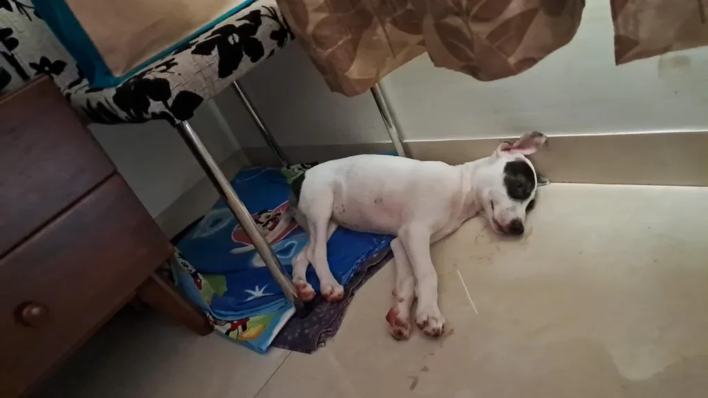A white puppy with a black-and-brown patch over one ear, asleep on a blue cloth on the floor