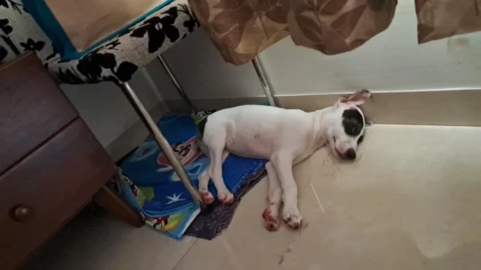 A 3.5-Month-Old Indie Pup Is Ready for a Home, adoptable dog in Goa