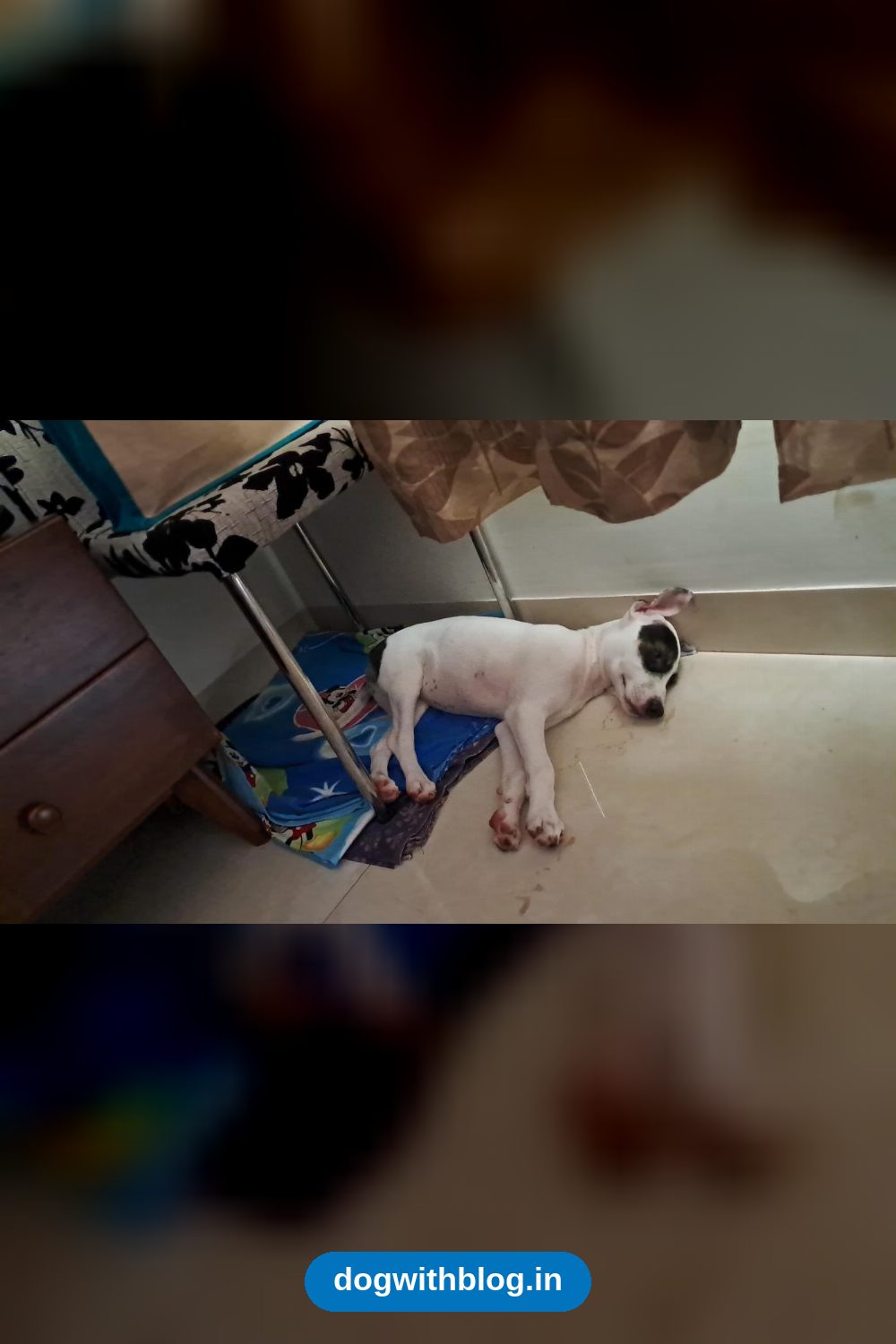 A 3.5-Month-Old Indie Pup Is Ready for a Home — Goa