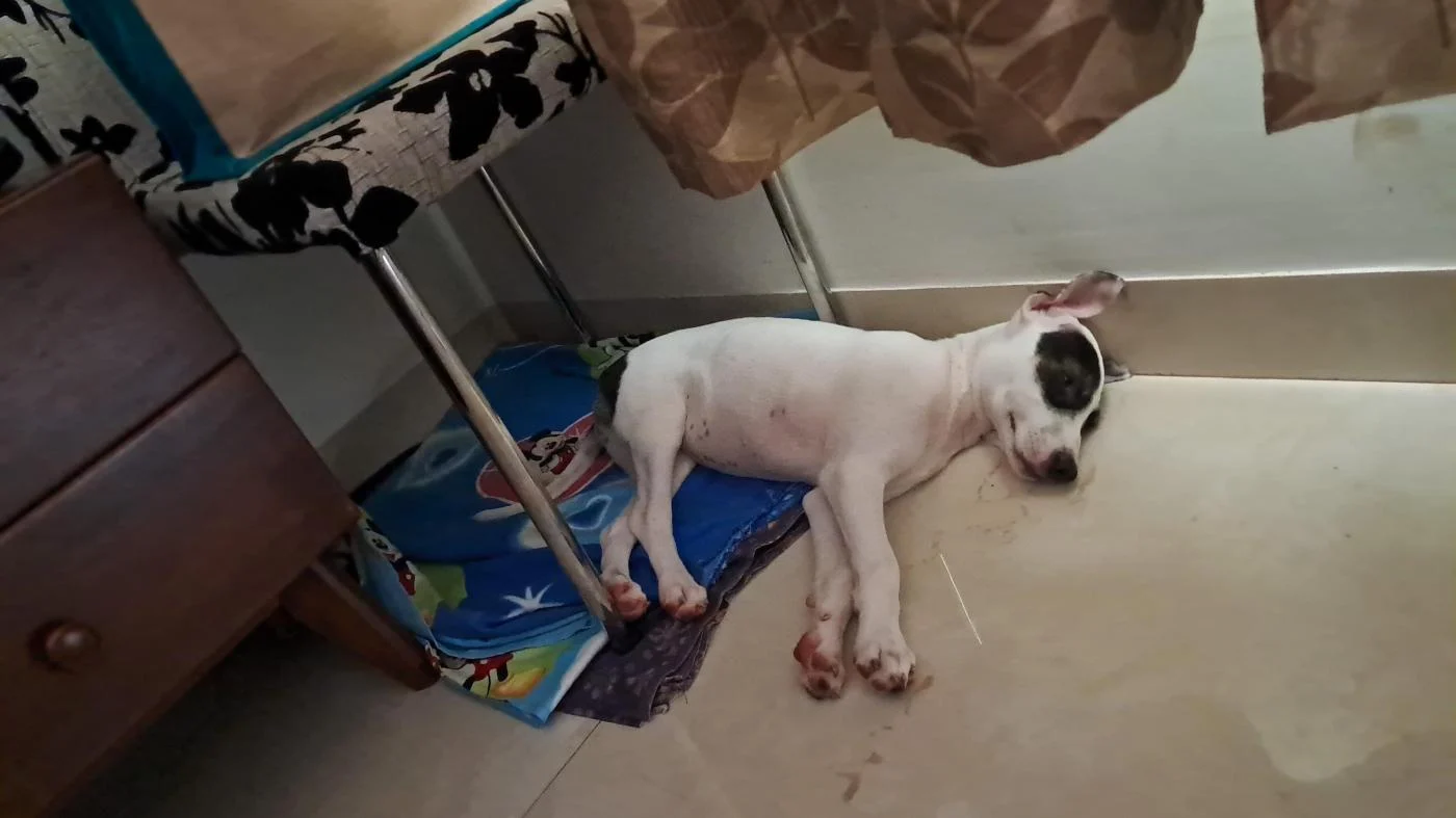 A 3.5-Month-Old Indie Pup Is Ready for a Home — Goa