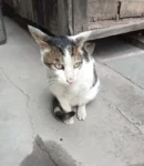 Lost Cat, Three-Legged, Janak Puri in Delhi NCR