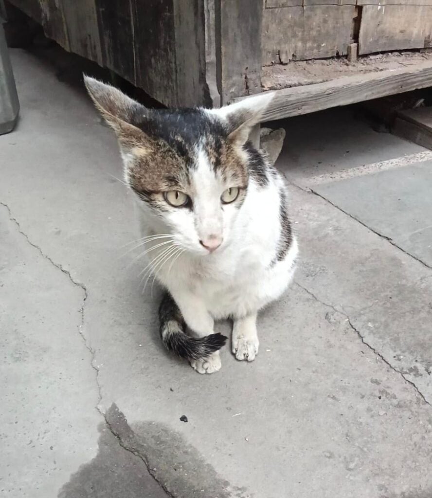 Three-legged cat missing since late July 2026 in Janak Puri, Delhi