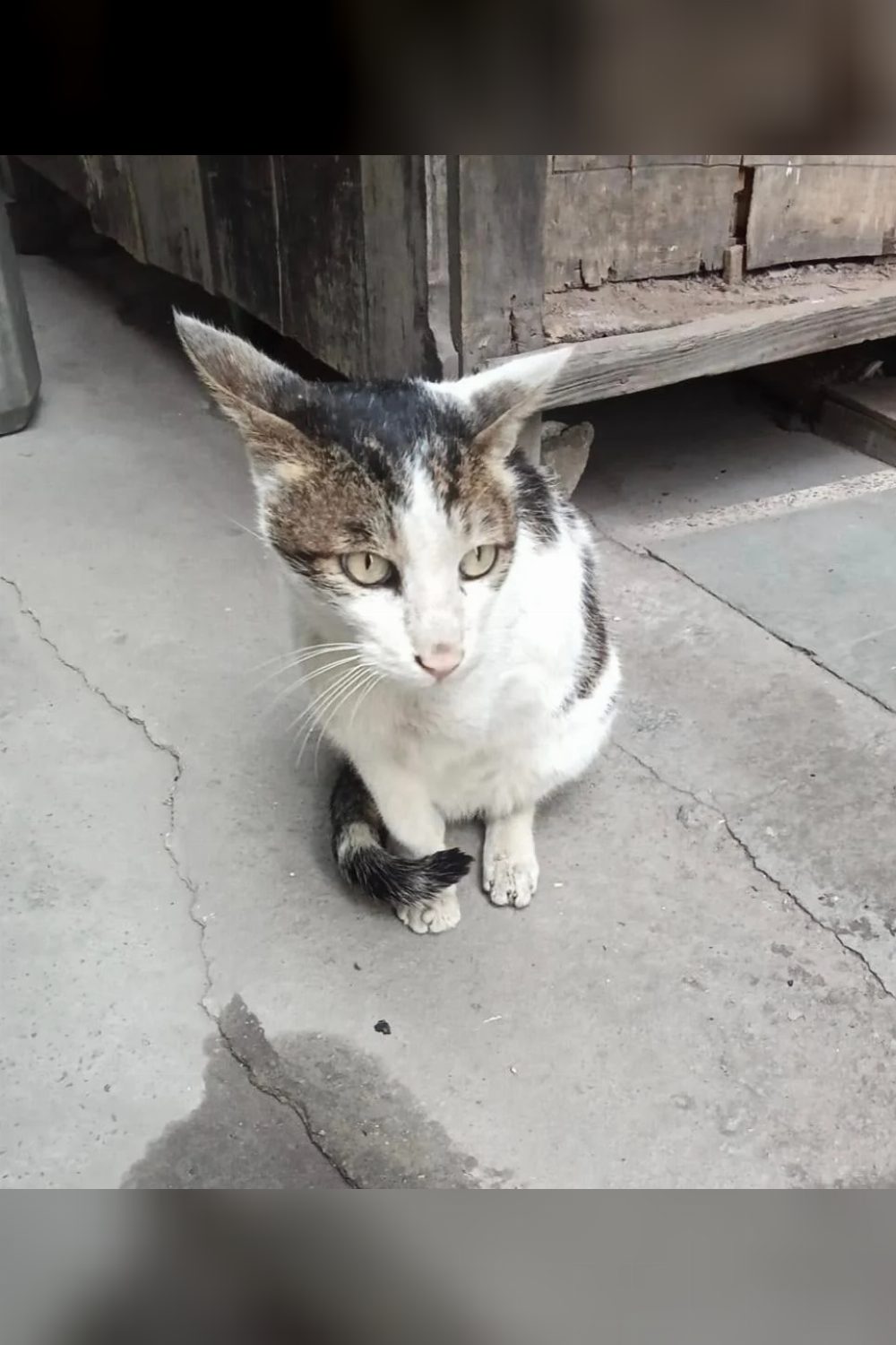 Lost Cat — Three-Legged, Janak Puri — Delhi NCR