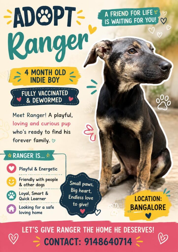 Adoption poster for Ranger, a four-month-old black and tan indie puppy in Bangalore