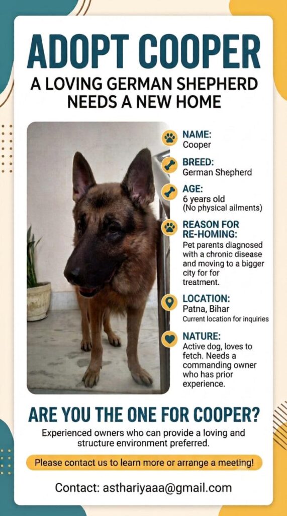 Adoption poster for Cooper, a six-year-old German Shepherd standing in a doorway in Patna