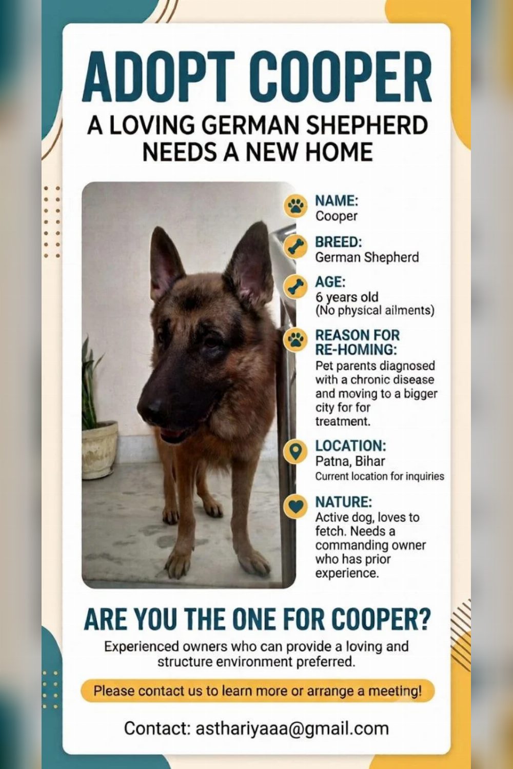 Cooper, a 6-year-old German Shepherd, needs an experienced home — Patna