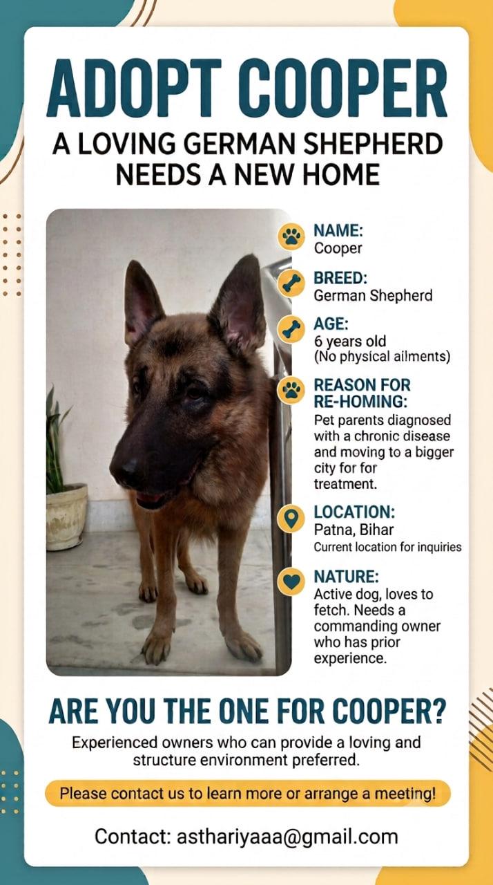 Cooper, a 6-year-old German Shepherd, needs an experienced home — Patna