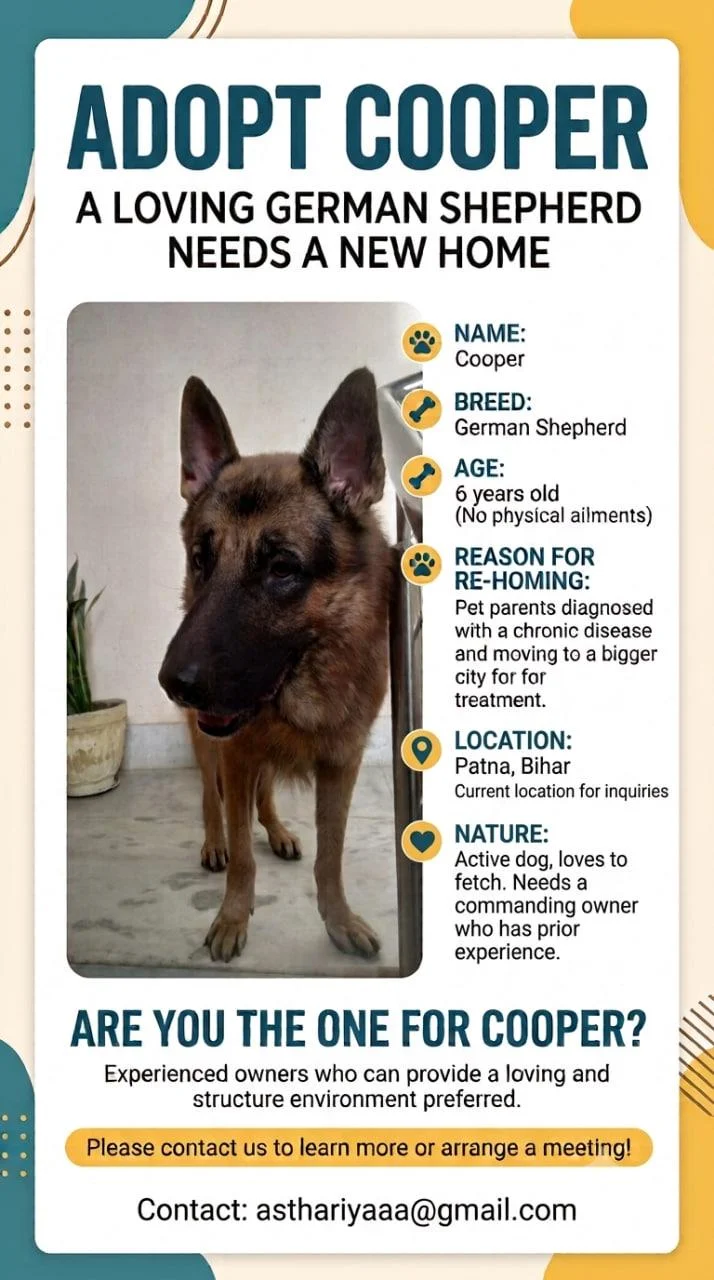 Cooper, a 6-year-old German Shepherd, needs an experienced home — Patna