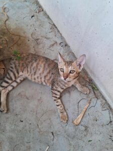 Four Rescued Kittens Need a Home