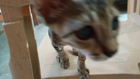 Two-month-old tabby girl, dewormed, needs a home that can cover her care, adoptable cat in Prayagraj