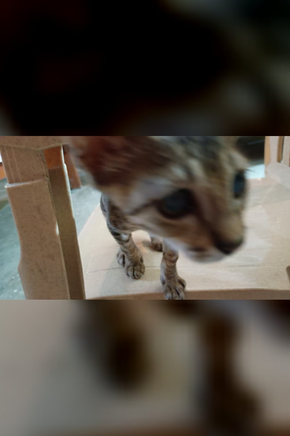 Two-month-old tabby girl, dewormed, needs a home that can cover her care — Prayagraj