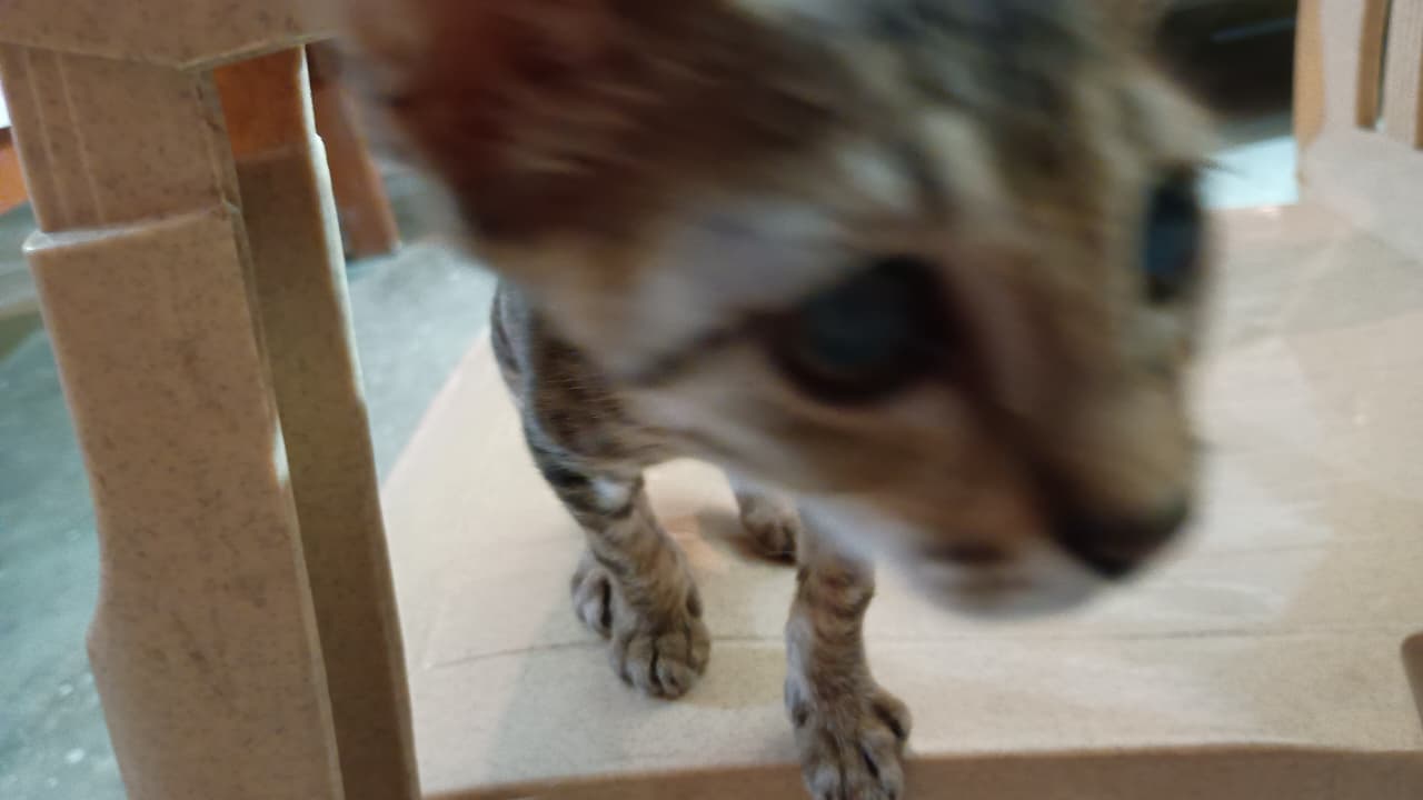 Two-month-old tabby girl, dewormed, needs a home that can cover her care — Prayagraj