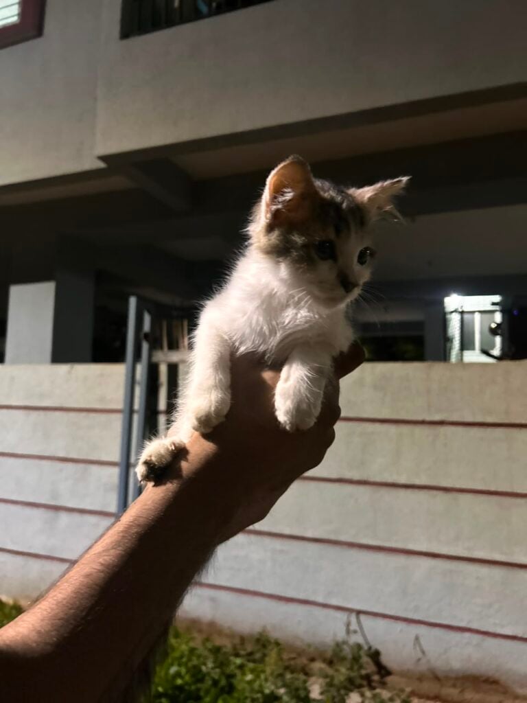 A kitten rescued from a dog chase in Lohegaon needs a home, adoptable cat in Pune
