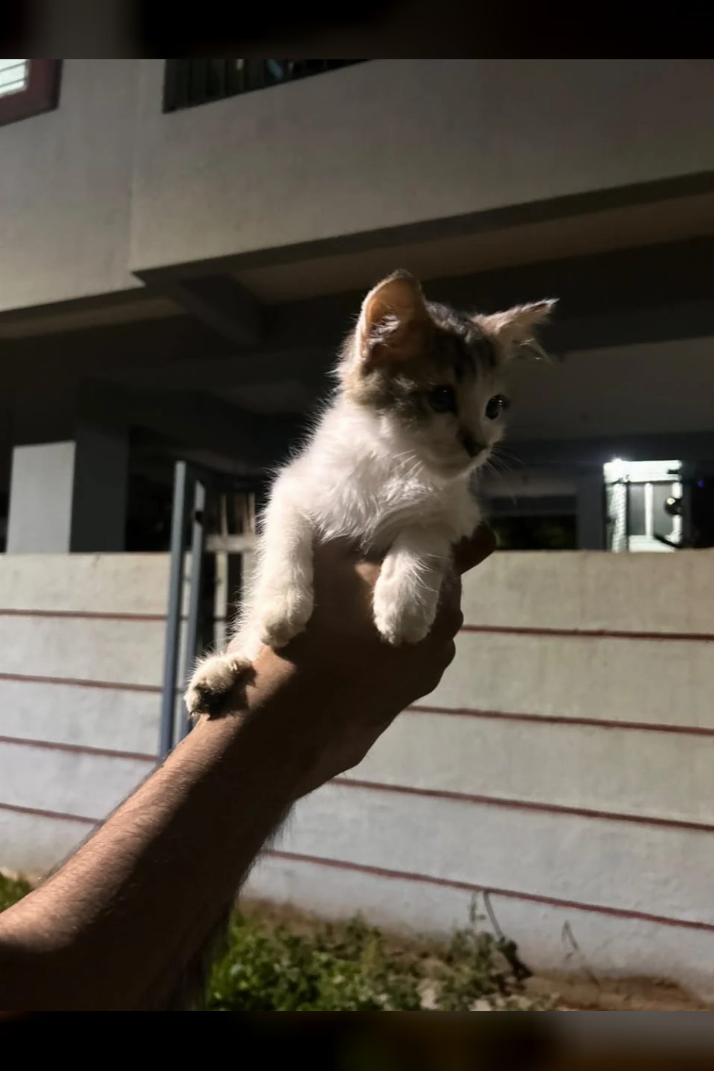 A kitten rescued from a dog chase in Lohegaon needs a home — Pune