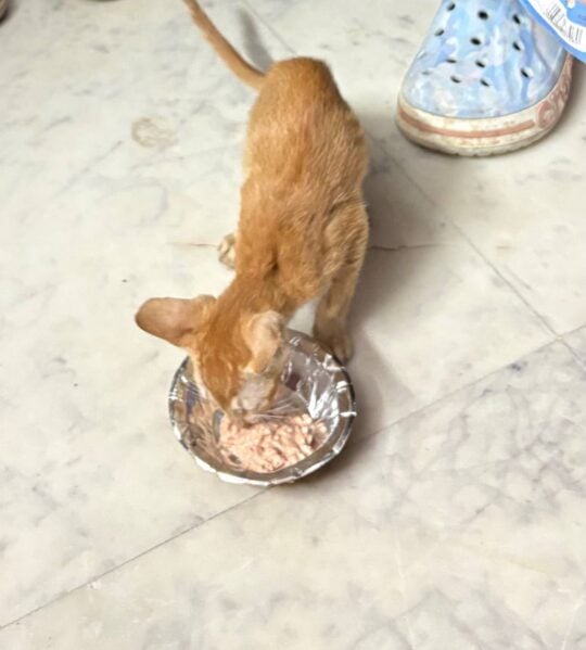Two kittens left in a cardboard box in a Mayur Vihar park, adoptable cat in Delhi NCR
