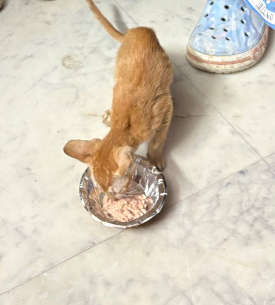 A small ginger kitten eating from a steel bowl on a tiled floor, one of two kittens found abandoned in Mayur Vihar