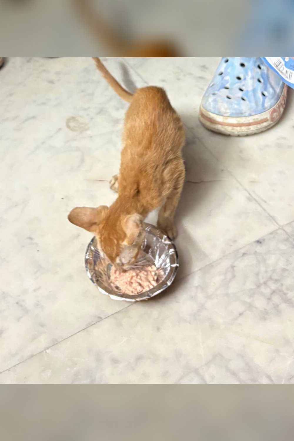 Two kittens left in a cardboard box in a Mayur Vihar park — Delhi NCR