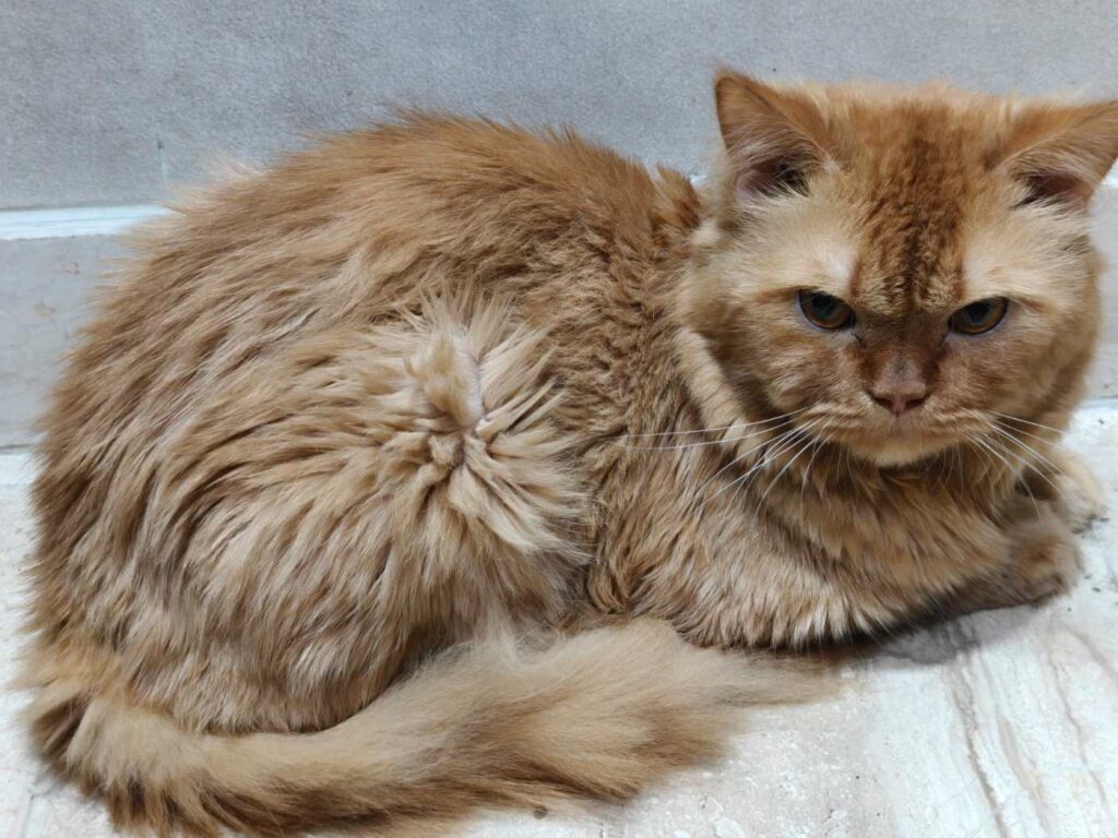 A cream-coloured adult Persian cat resting on a tiled floor, one of two Persians up for adoption in Delhi