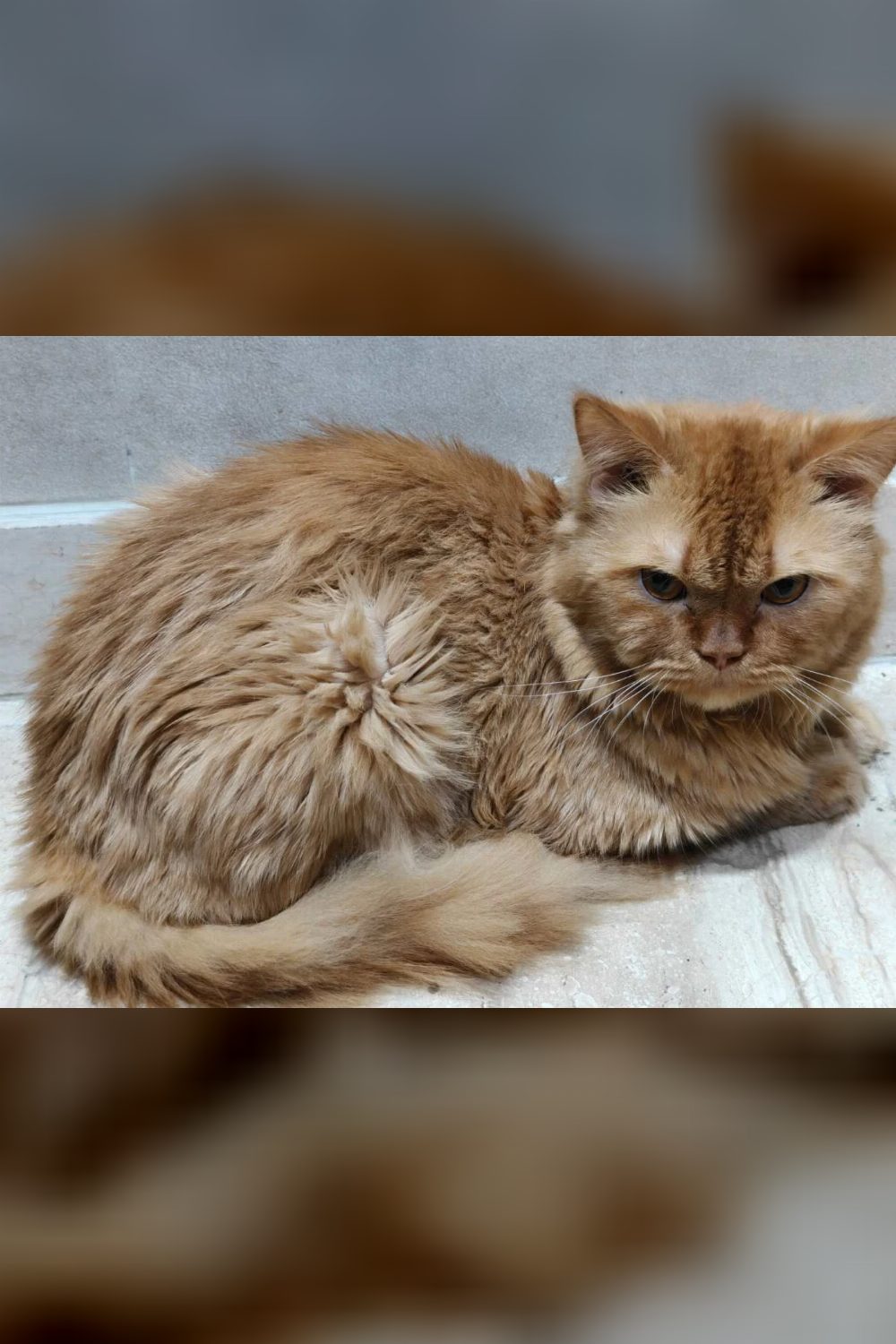 Two 2-year-old Persian cats, a male and a female, need one home together — Delhi NCR